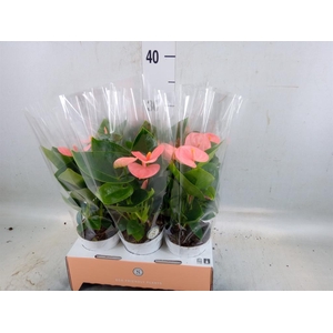 Anthurium andr. 'Spirit'