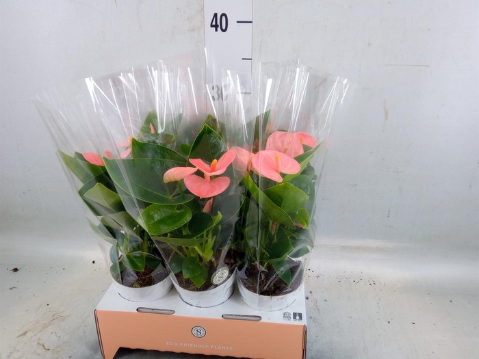 <h4>Anthurium andr. 'Spirit'</h4>