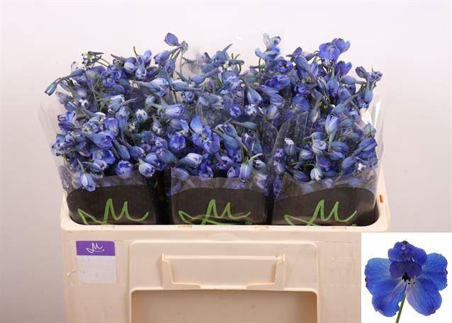 <h4>DELPH EN BELLA ANDES AZURE</h4>