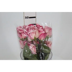 ROSA VANIA 050 CM ESTUFA