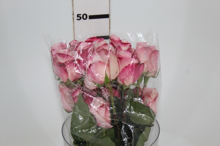 <h4>ROSA VANIA 050 CM ESTUFA</h4>