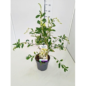 Exochorda Niagara