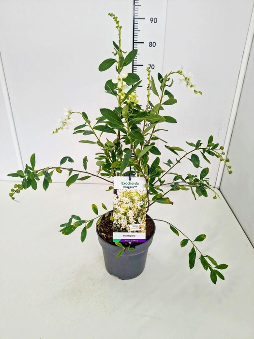 <h4>Exochorda Niagara</h4>