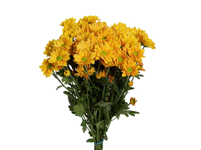 <h4>CRISANTEMO ATTICA 070 CM</h4>