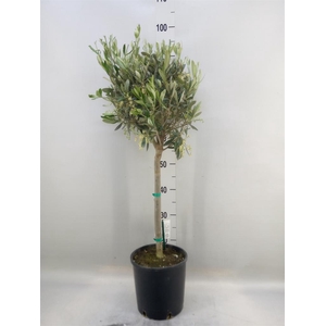 Olea europaea