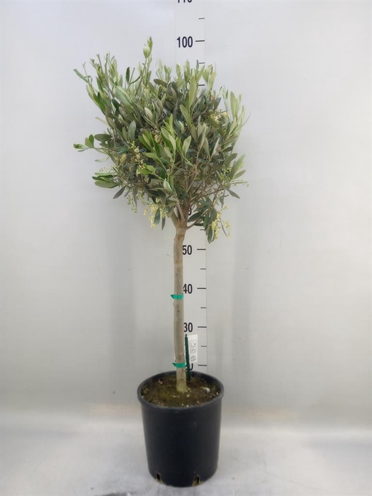 <h4>Olea europaea</h4>