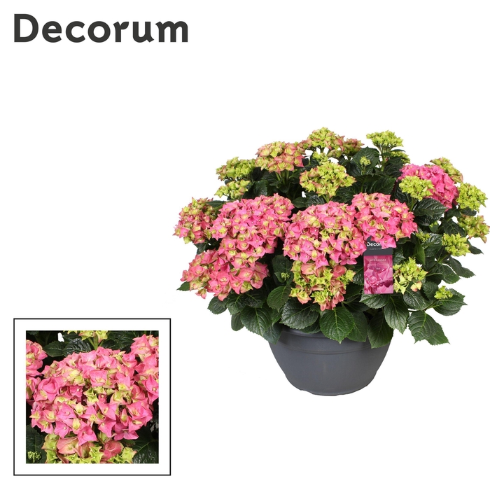 <h4>Hydrangea roze (Decorum)</h4>