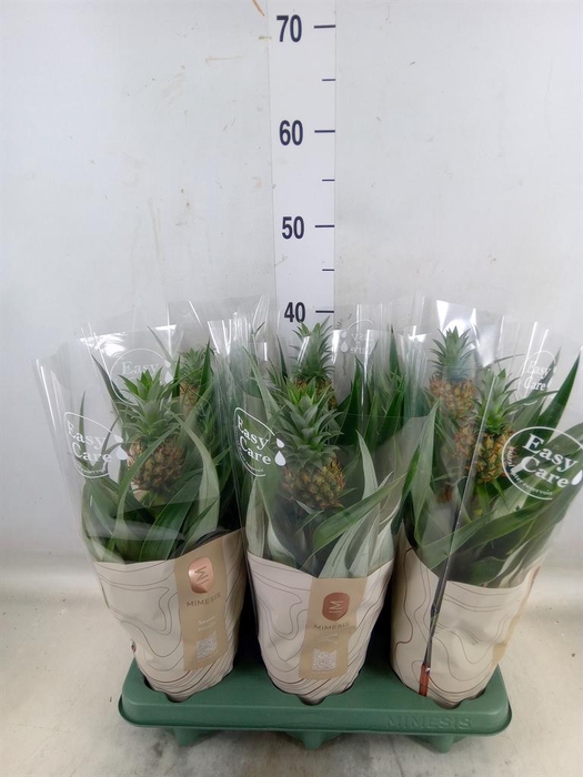 <h4>Ananas  'Mi Amigo'</h4>