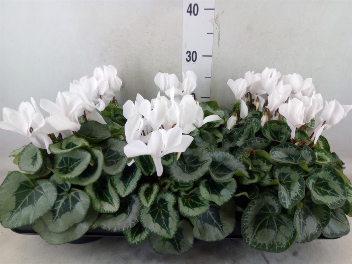 <h4>Cyclamen MD 'Metalis'</h4>