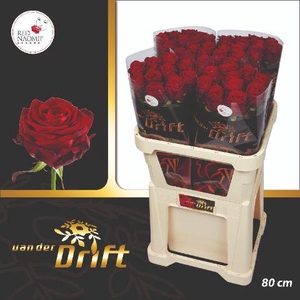 R GR RED NAOMI! 80cm A1-34