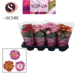 CHRYS GEM 2 KL BLOEM