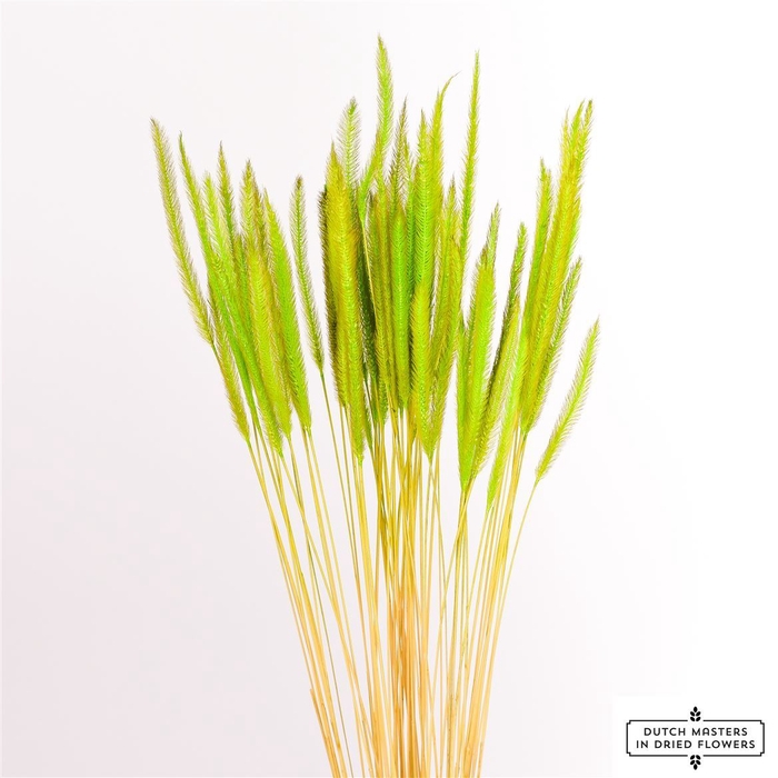 Dried Soft Silk Worms Green Bunch