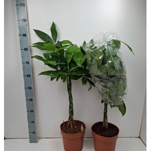 PACHIRA AQUATICA