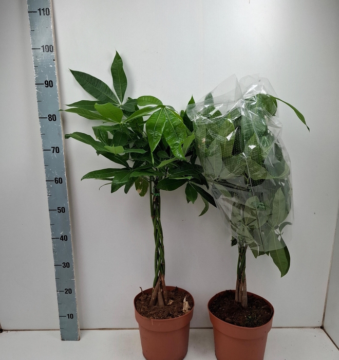 <h4>PACHIRA AQUATICA</h4>