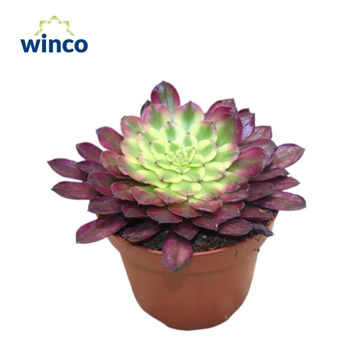 <h4>Aeonium Mardi Grass</h4>