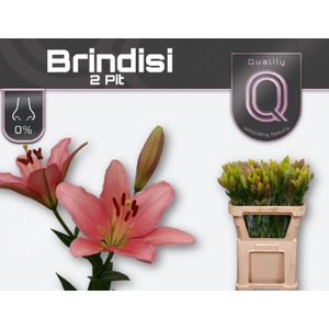 Li La Brindisi 2 Kop Qualily