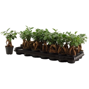 Ficus Mi Ginseng