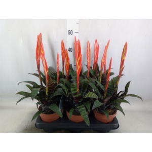 Vriesea  'Era'