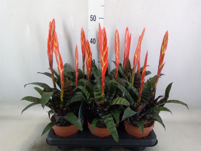 <h4>Vriesea  'Era'</h4>
