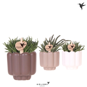 Kolibri Greens Rhipsalis mix in Retro pot sand mix