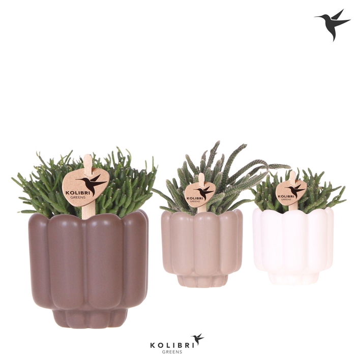 <h4>Kolibri Greens Rhipsalis mix in Retro pot sand mix</h4>