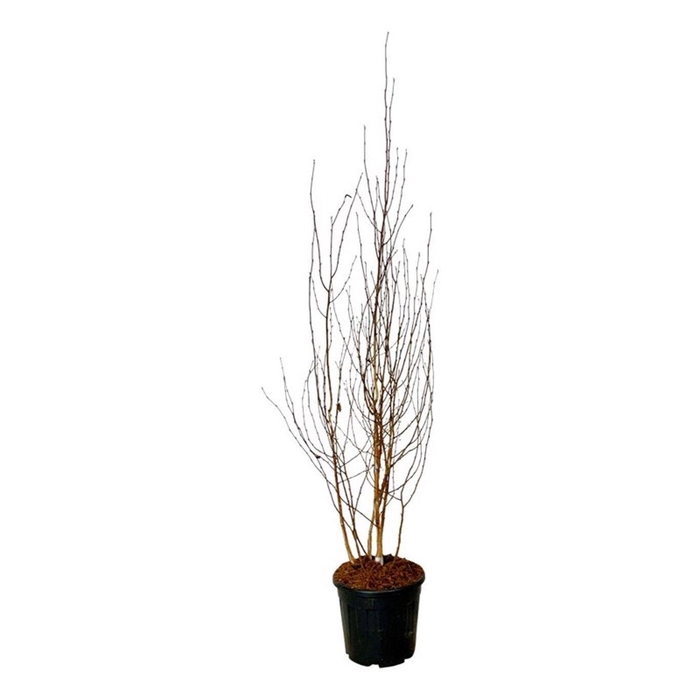 <h4>Betula utilis jacquemontii</h4>