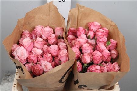 <h4>R Tr Birds Nest</h4>