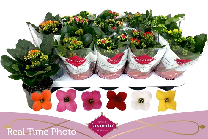 <h4>KAL EN GEM 6 KL</h4>