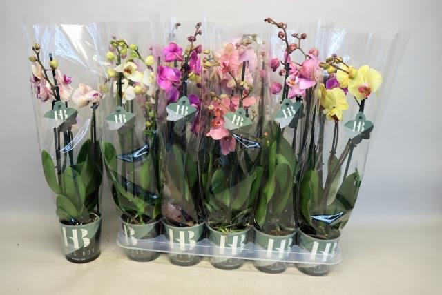 PHAL GEM 5 KL