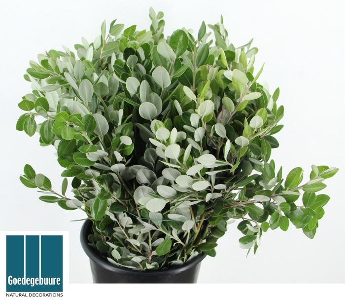 <h4>METROSIDEROS EXC BS</h4>