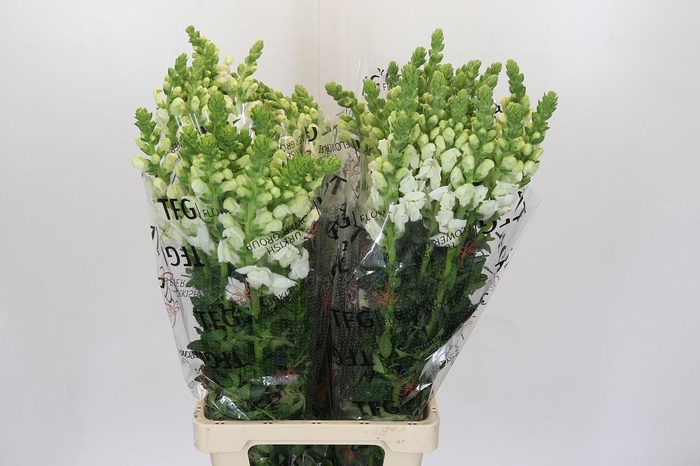 <h4>Antirrhinum Potomac White</h4>