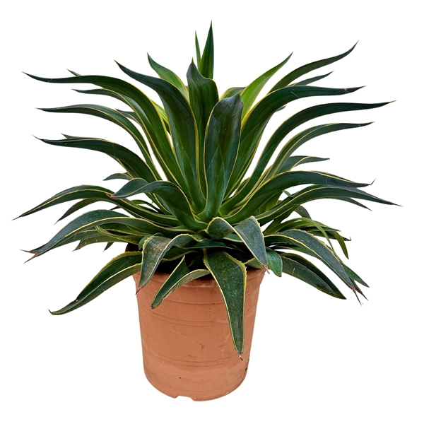 <h4>Agave desm variegata P26</h4>