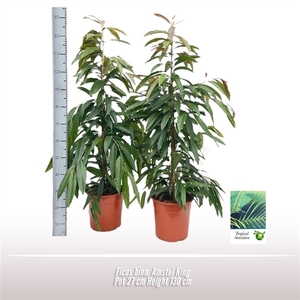 Ficus binn. Amstel King