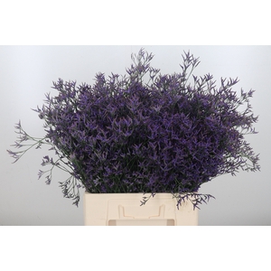 Limonium Saf Dark Blue