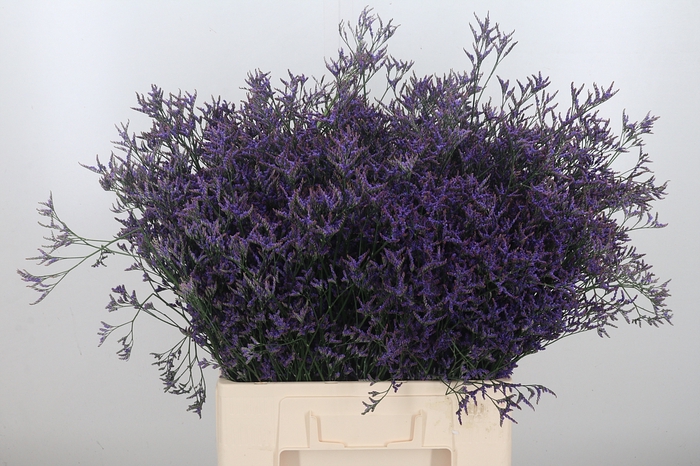 Limonium Saf Dark Blue