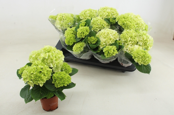 <h4>HYDR M WUDU</h4>