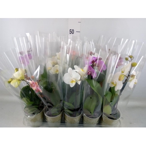 Phalaenopsis   ...mix