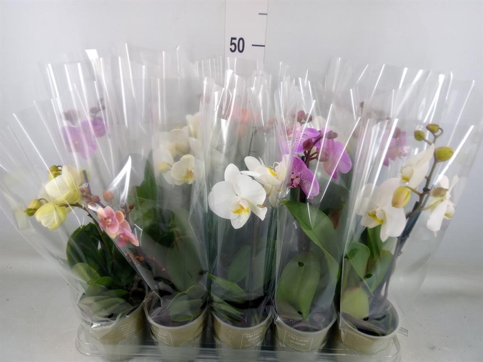 <h4>Phalaenopsis   ...mix</h4>