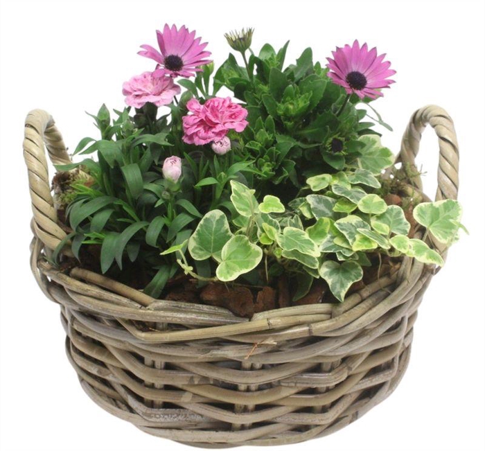 <h4>3312 ROTAN MAND BT</h4>