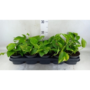 Epipremnum pinn. 'Aureum'