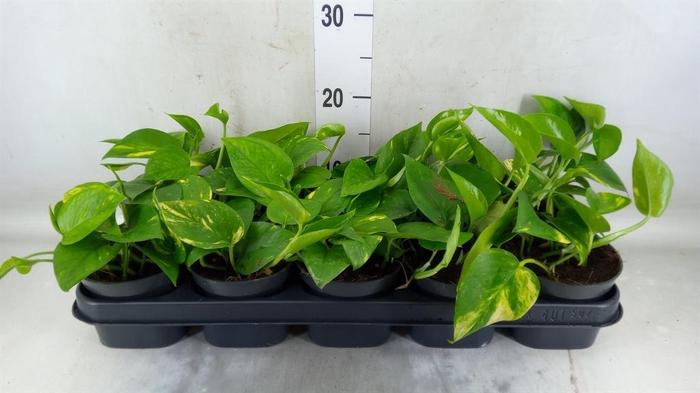 <h4>Epipremnum pinn. 'Aureum'</h4>