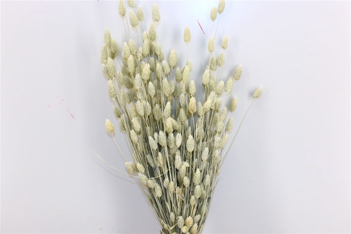 Dried Phalaris X5 White Bunch