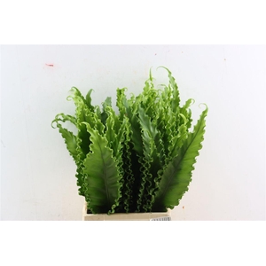 Asplenium Osaka Naniwa 50cm