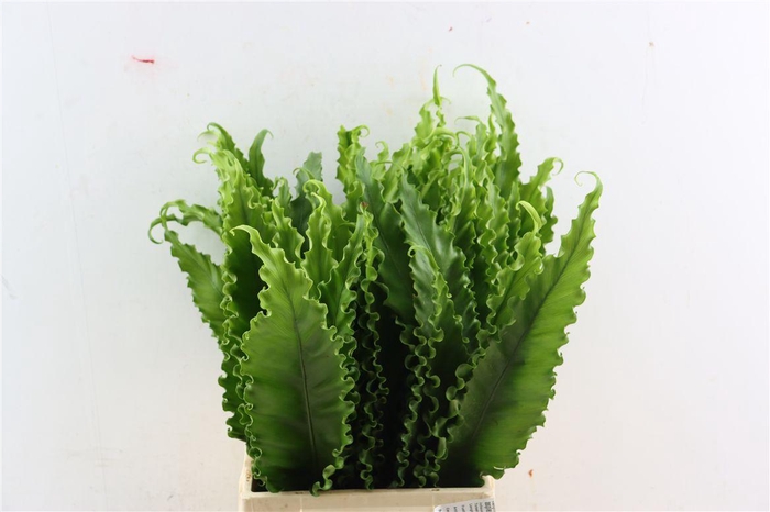 <h4>Asplenium Osaka Naniwa 50cm</h4>