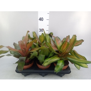 Neoregelia   ...mix