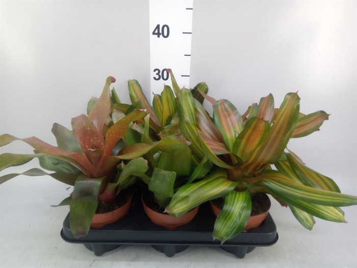 <h4>Neoregelia   ...mix</h4>