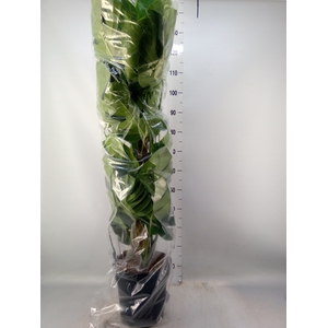 Monstera pertusum