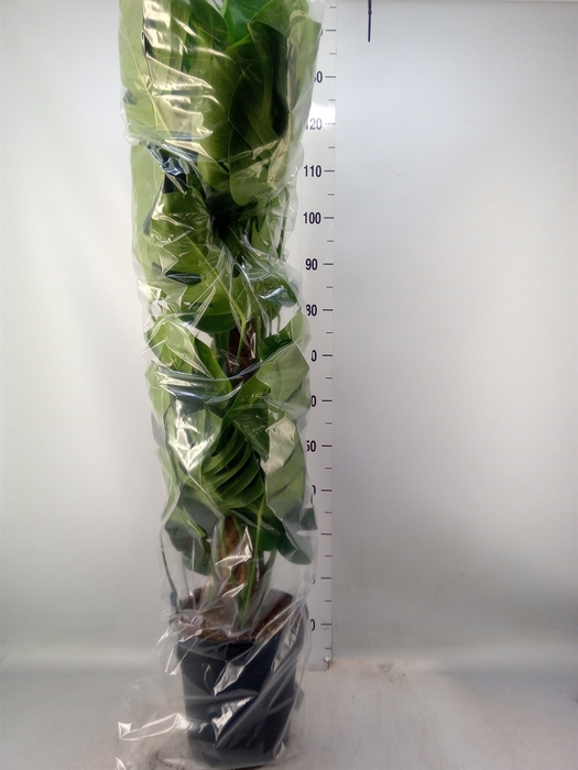 <h4>Monstera pertusum</h4>