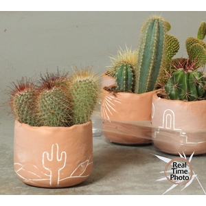 CACTUS OV