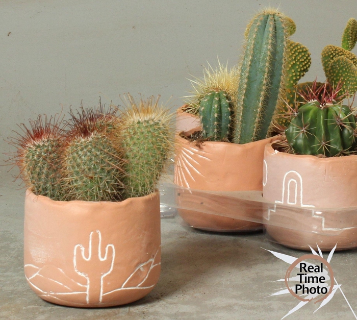 <h4>CACTUS OV</h4>